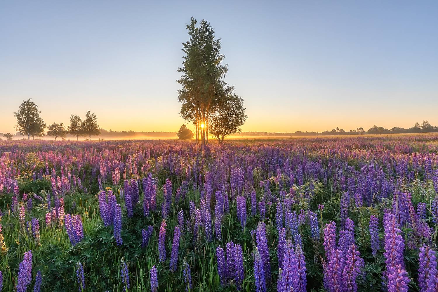 , Александр Пашеничев