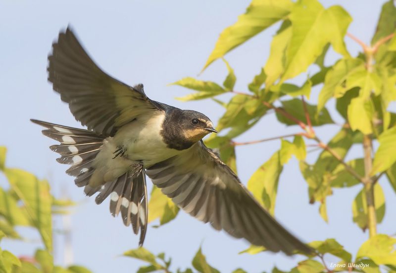 bird of prey, animal, birds, bird,  animal wildlife,  nature,  animals in the wild, деревенская ласточка, barn swallow, ласточка, птицы, птица Деревенские ласточки фото превью