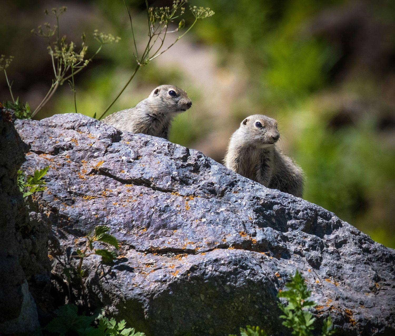 , Владимир Сковородников