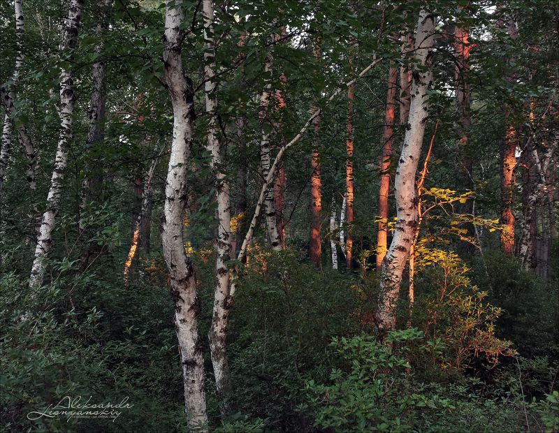 Заглянул на минуточку в конце дня... фото превью