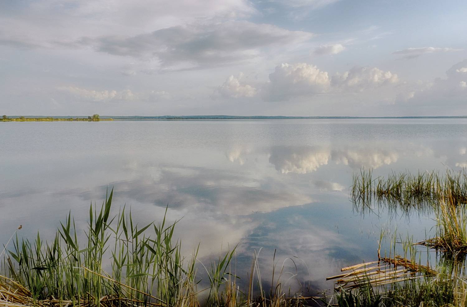 трава тростник облака, Вера Петри