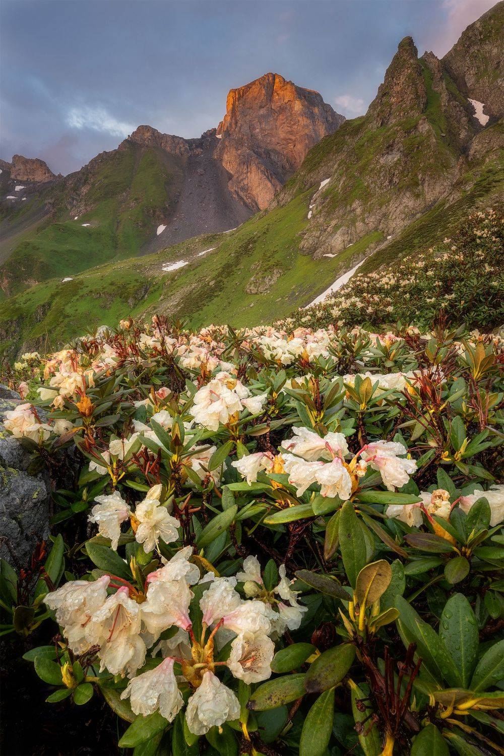 россия, кчр, кавказ, пейзаж, природа, горы, озера, загеданские озера, закат, цветы, рододендрон, сергейалтушкин, Sergey Altushkin