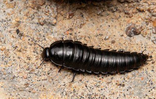 American carrion beetle (Necrophila americana)
