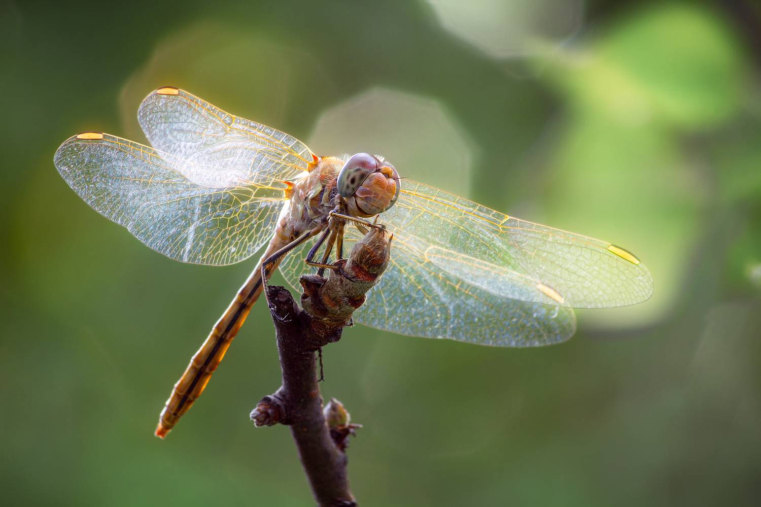 стрекоза глаза взгляд насекомые лето природа свет фон боке макрофото, Еремеев Дмитрий