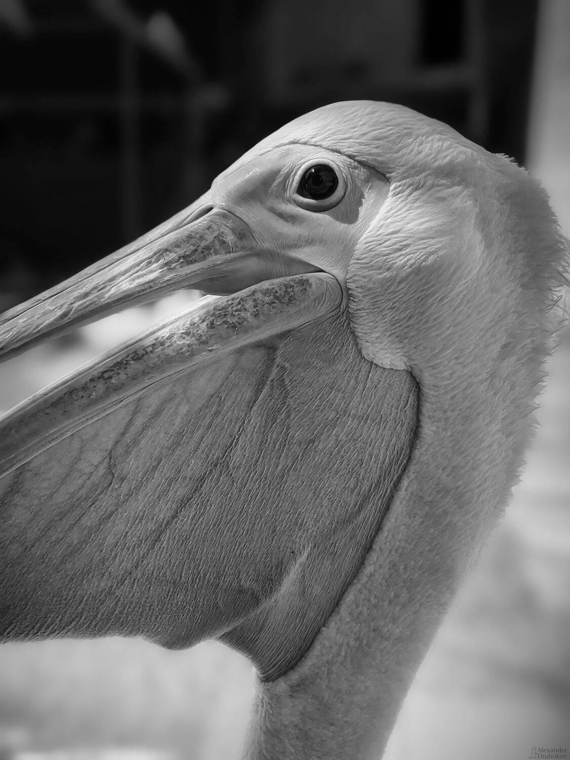 животные, птицы, пеликан, портрет животного, мобильная фотография, mobile photography, animals, birds, animal portrait, aves, pelican, pelicanidae, Дудников Александр