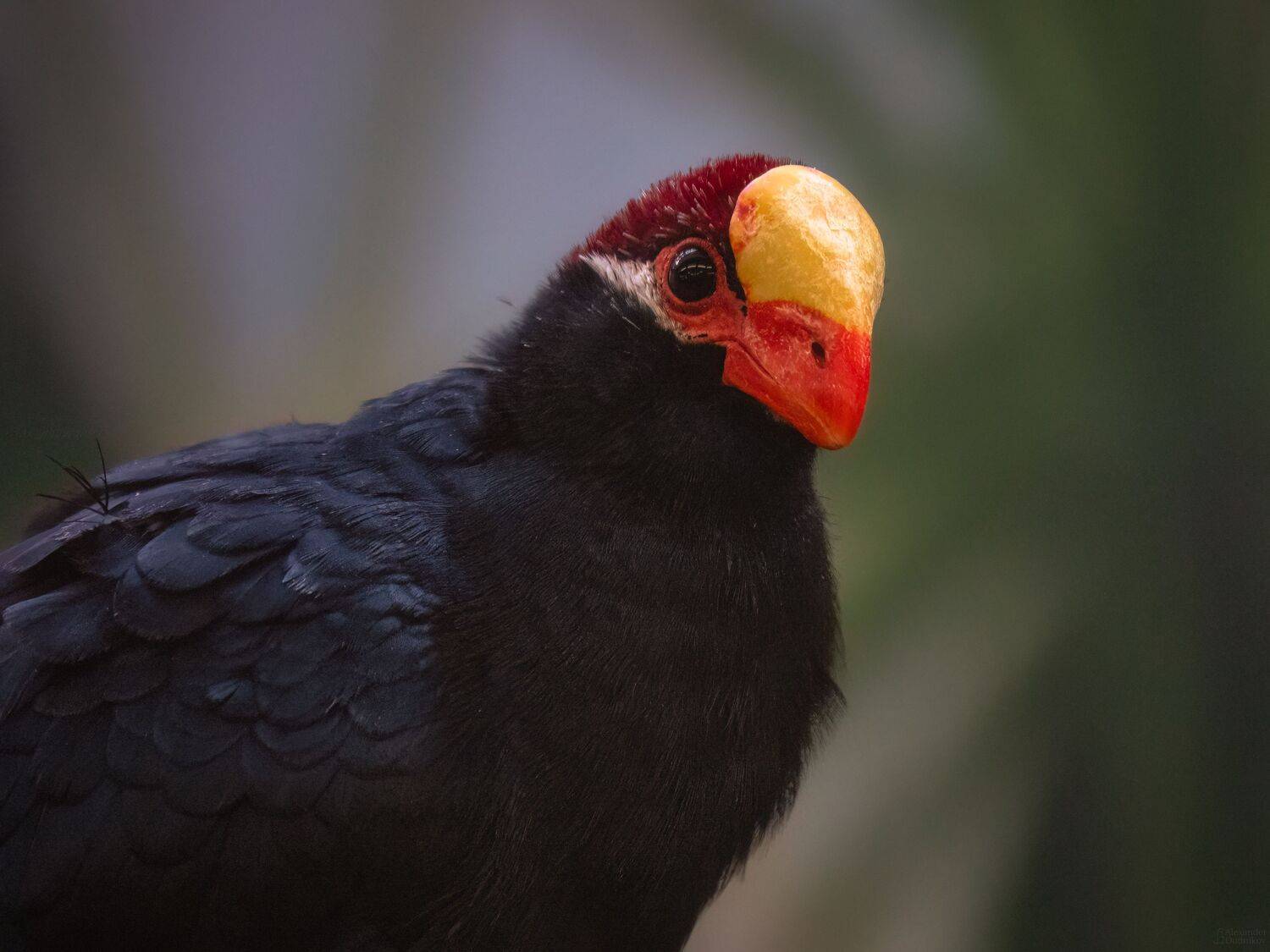 животные, птицы, турако, портрет животного, animals, birds, animal portrait, aves, turaco, musophagidae, Дудников Александр
