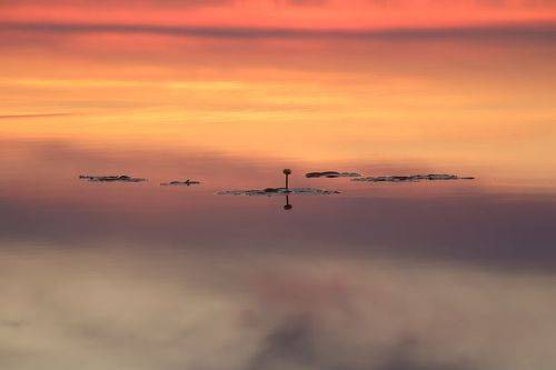 Кубышка на закатной глади озера