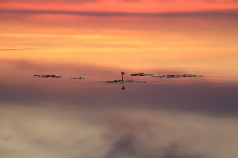 Кубышка на закатной глади озера фото превью