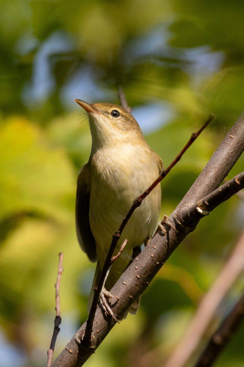 , Гильманов Артур