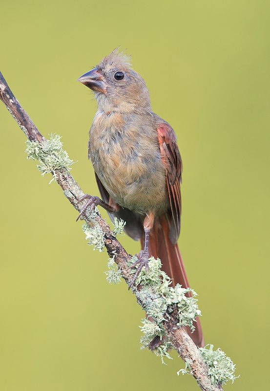 красный кардинал, northern cardinal, cardinal,кардинал Juvenile Northern Cardinal - Красный кардинал фото превью