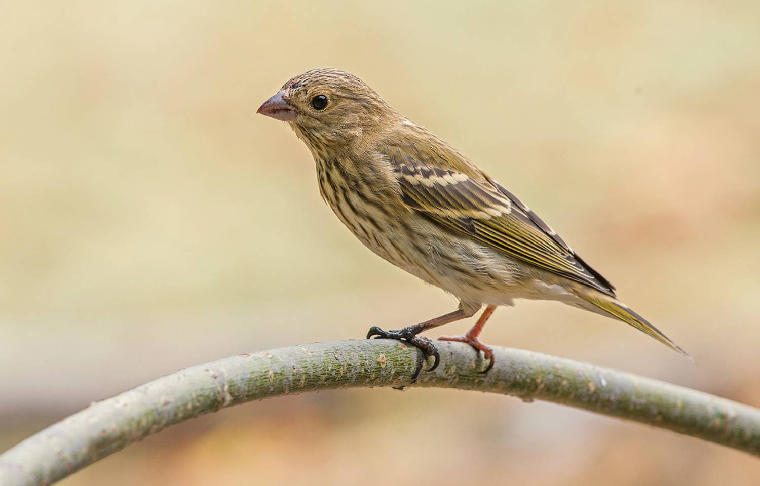 чечевица,самка,зной,утро., Иван