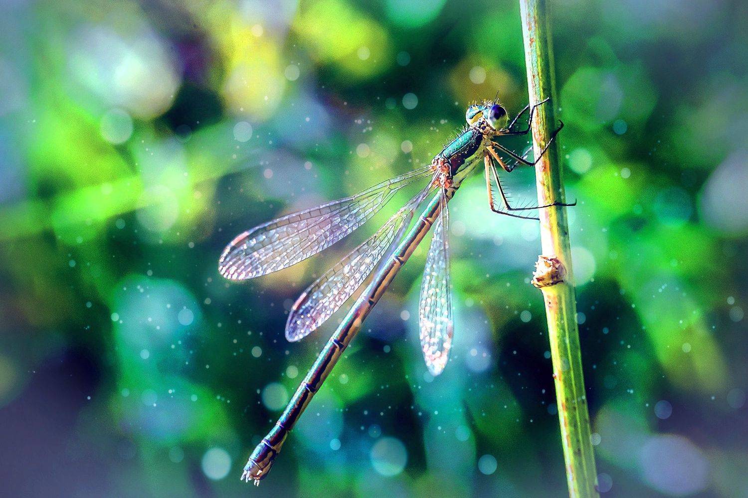 стрекозы, лето, август,, Николай Бологов