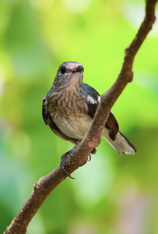 Oriental Magpie Robin фото превью