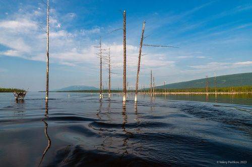 Pro затопленный лес