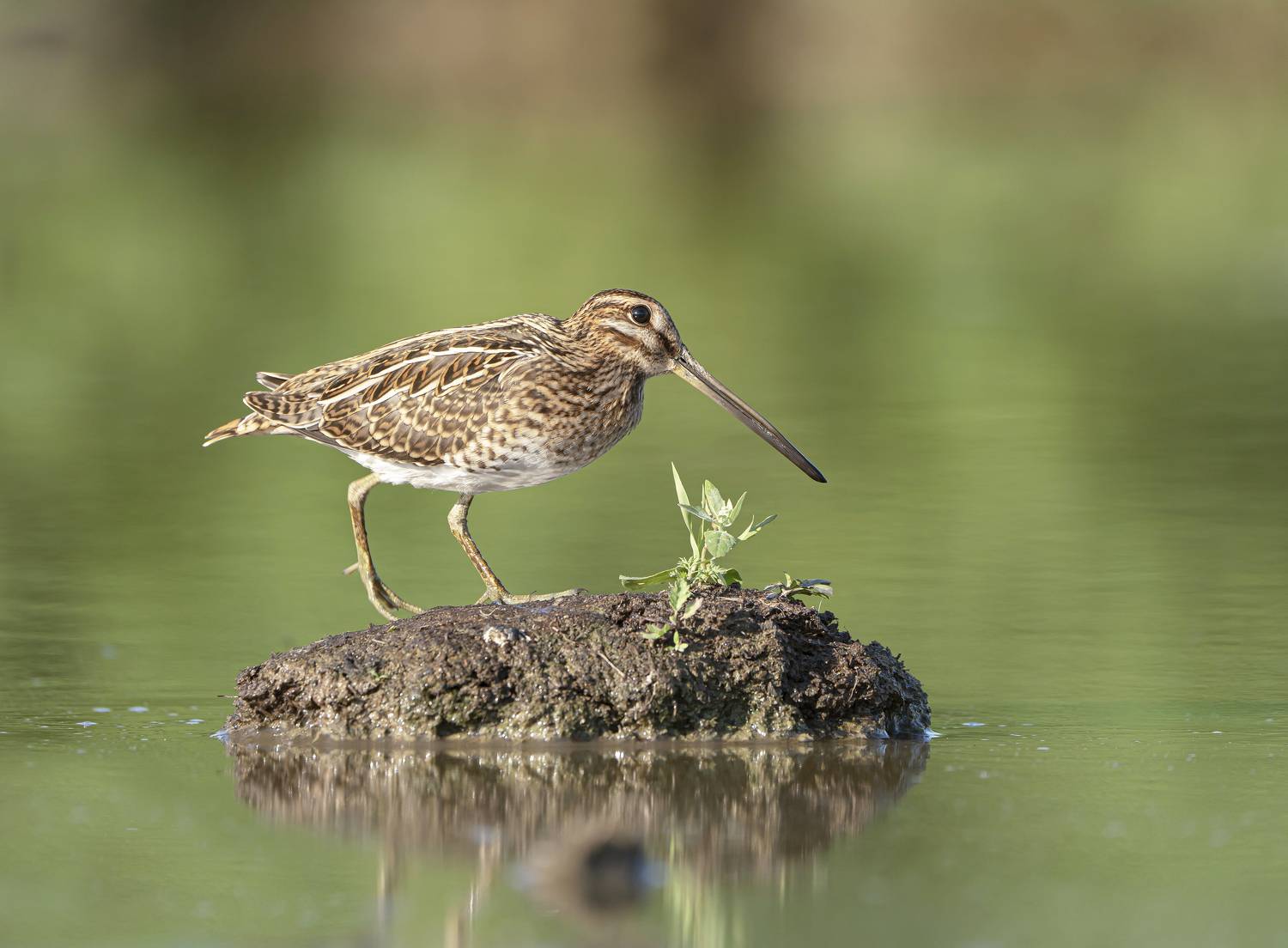 птицы,природа, лето, Андрей Киселёв