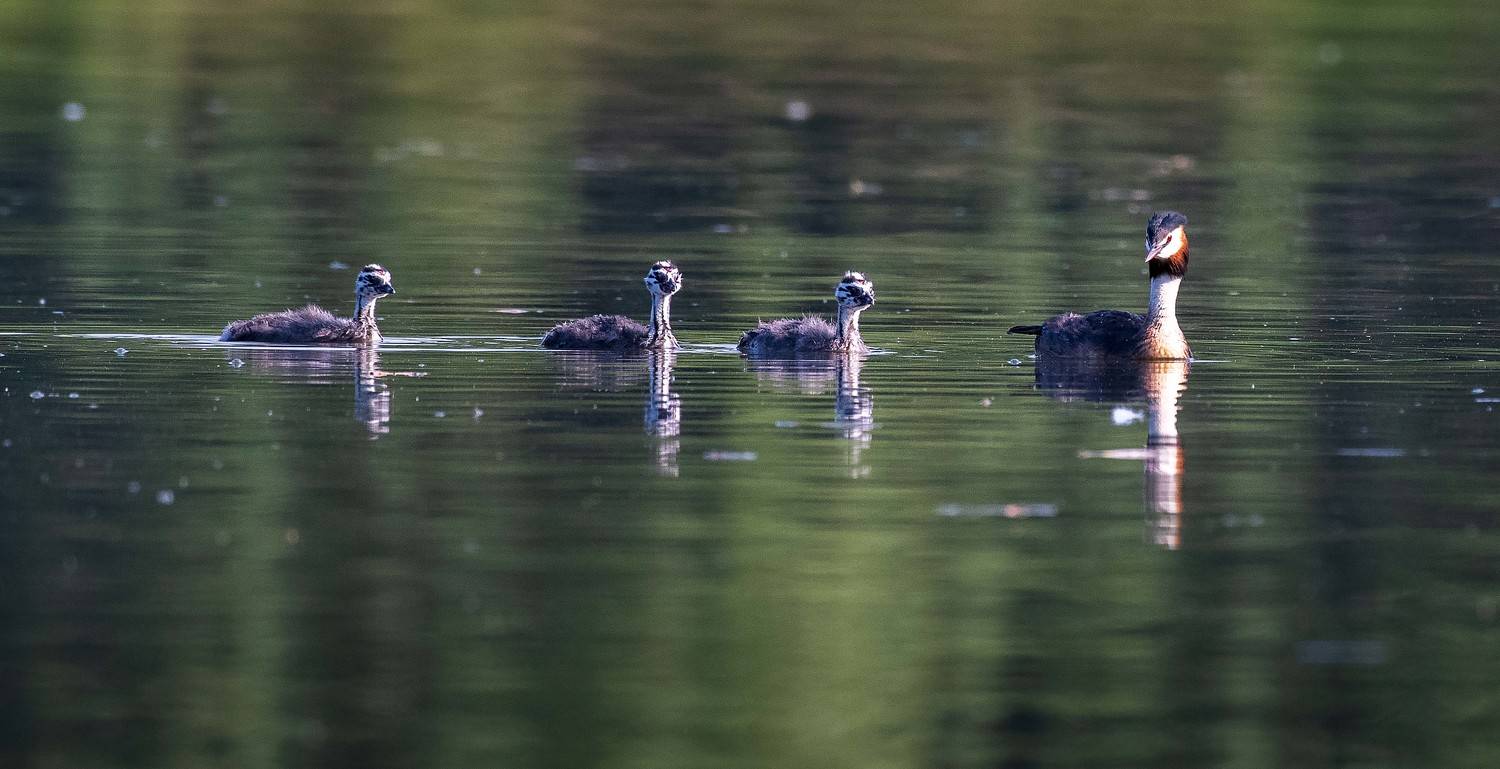 птицы,москва,природа,лето,россия, Павел Ныриков