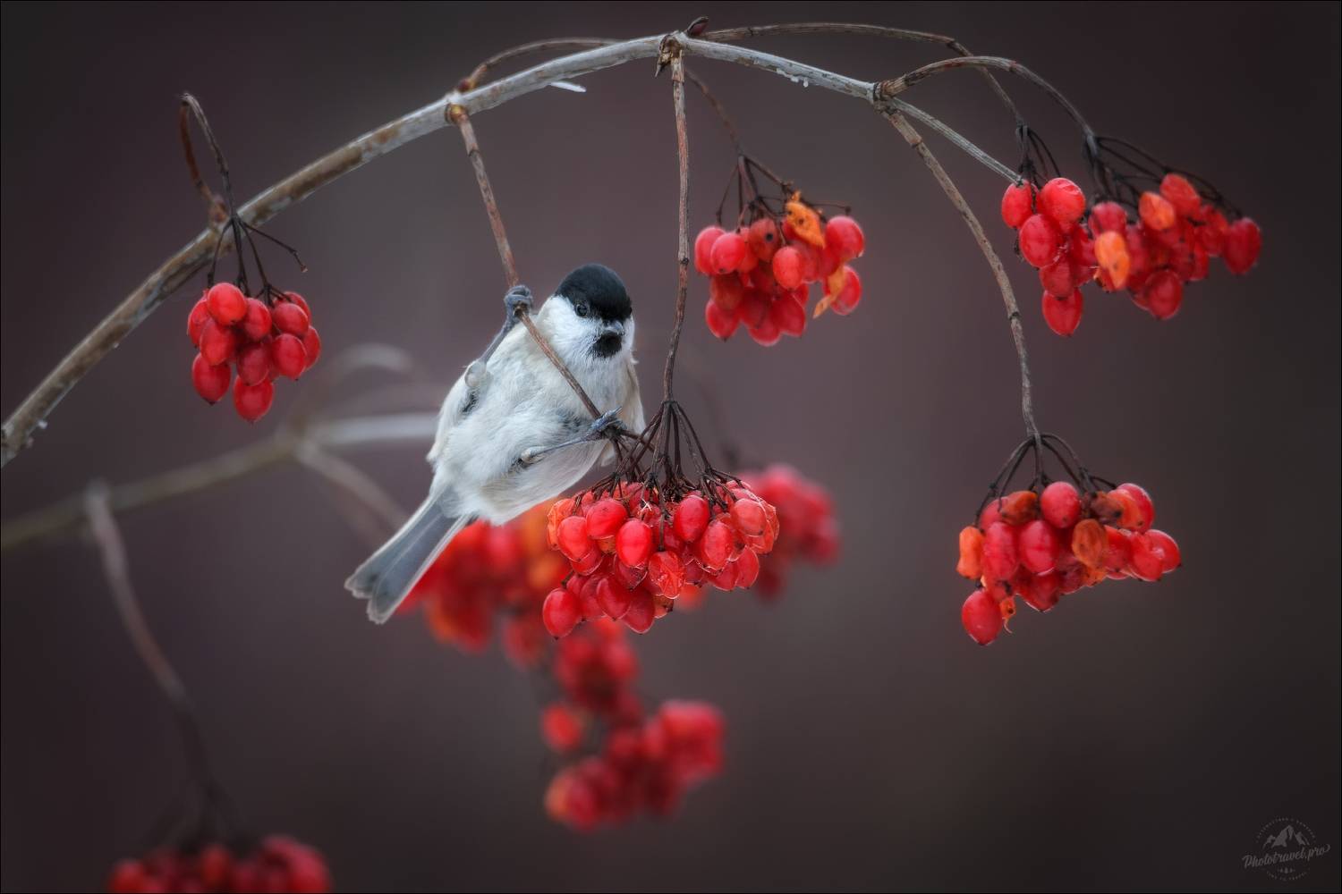 красный бор, беларусь, фототур в красный бор, фотоохота в красном бору, синица-гаичка, калина, Влад Соколовский