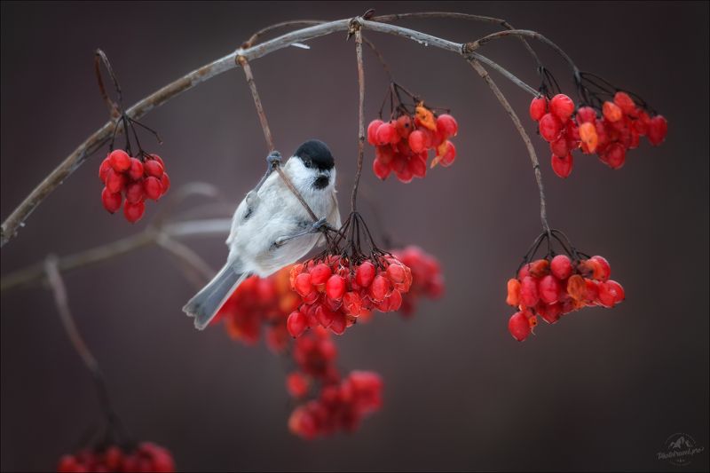 красный бор, беларусь, фототур в красный бор, фотоохота в красном бору, синица-гаичка, калина Калина красная .. фото превью