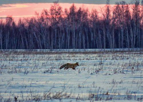 охота на мышей..