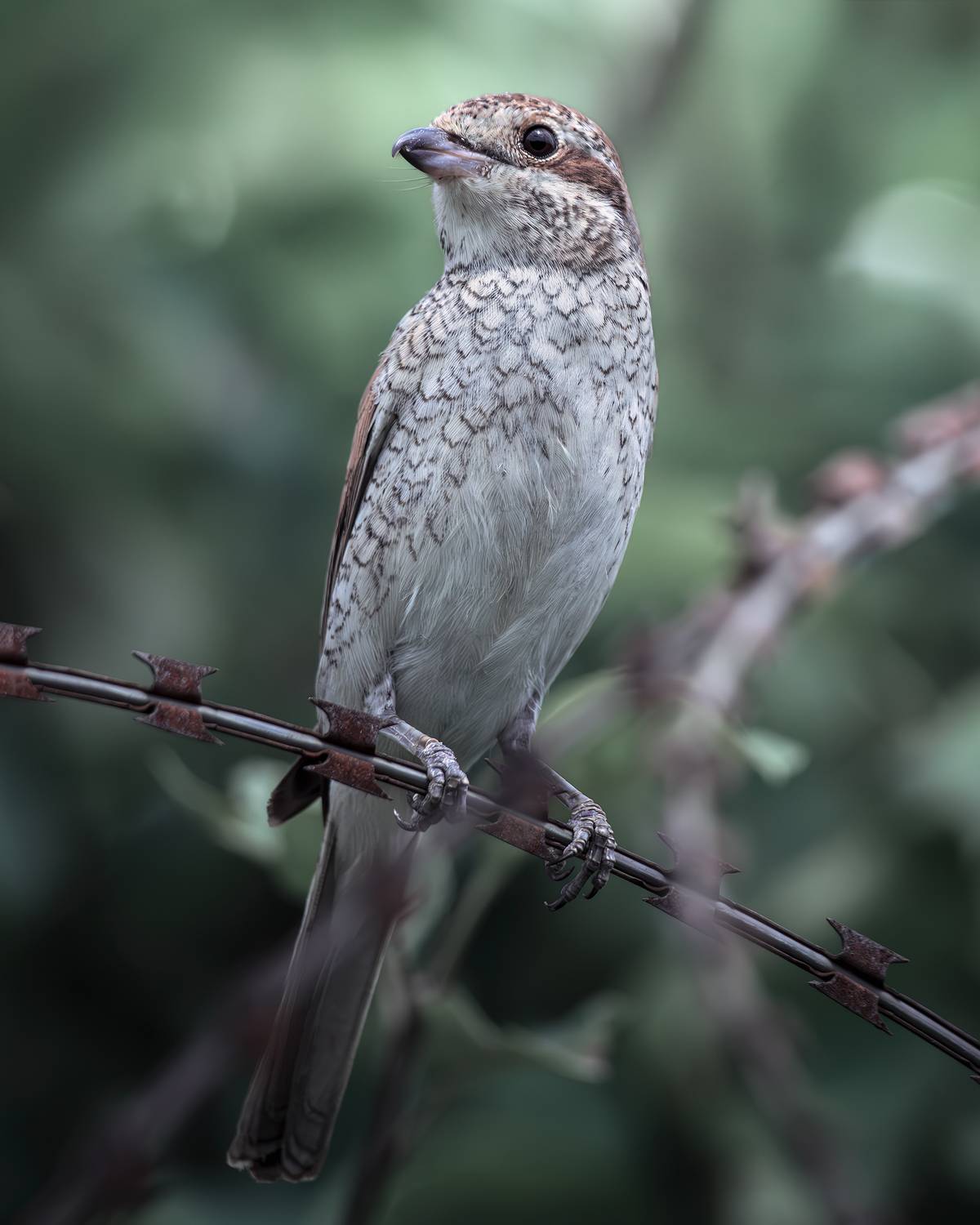 , Поляков Михаил