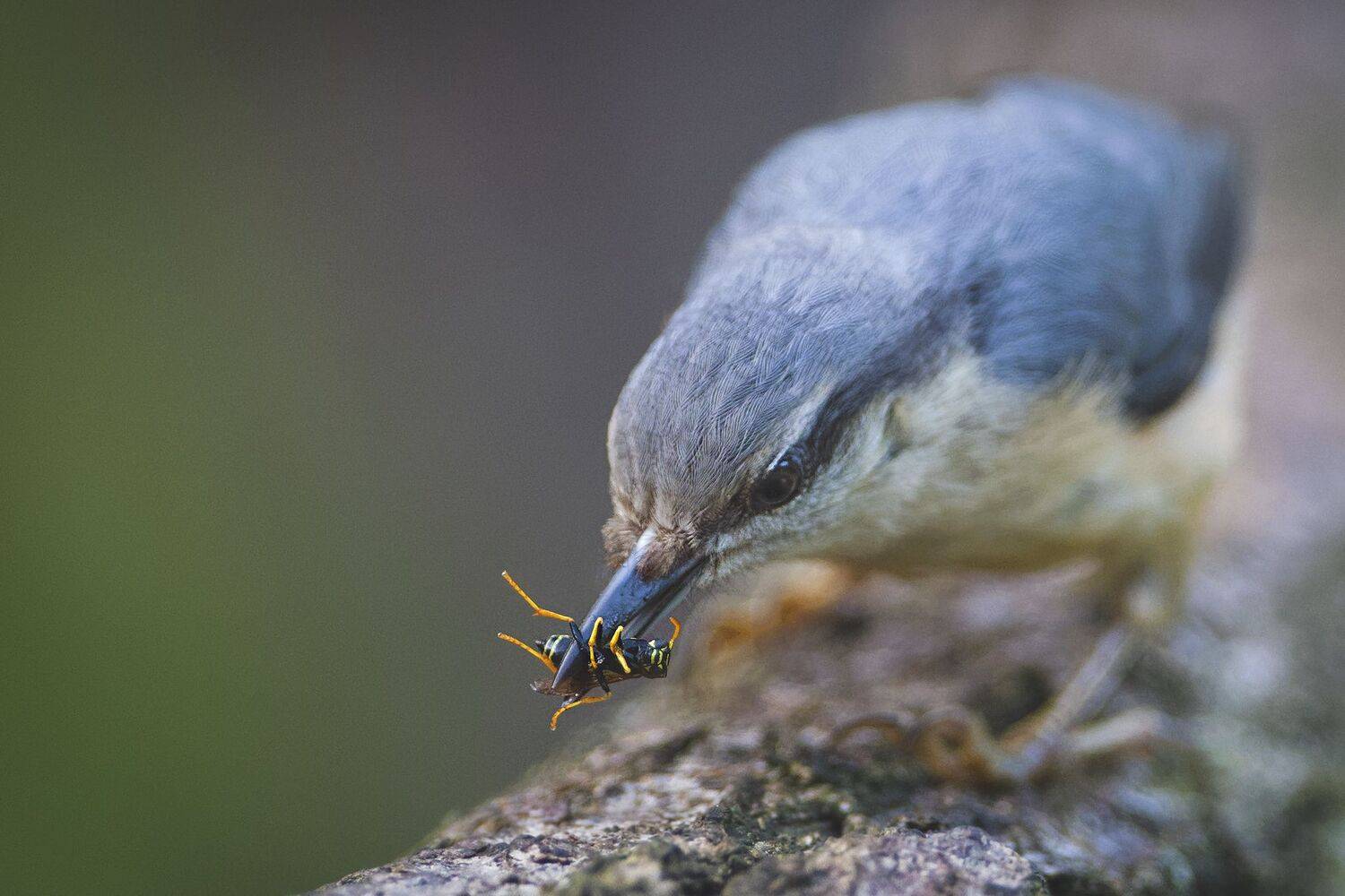 , Евгени Стефанов