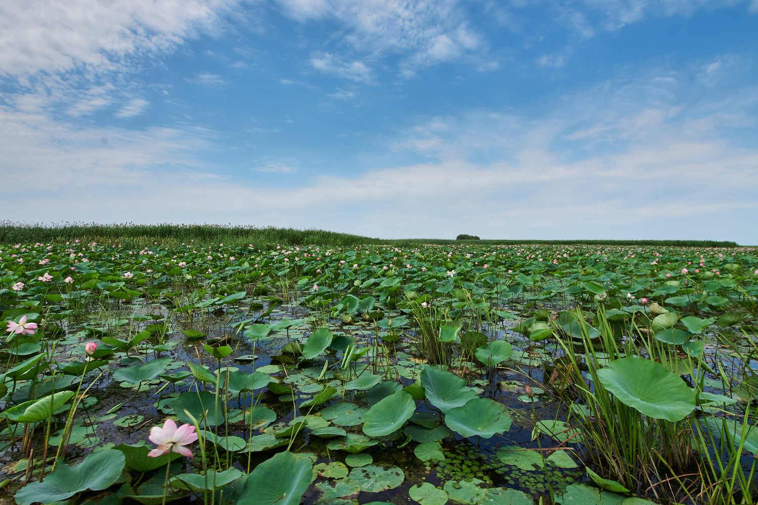 Nelumbo nuc&iacute;fera, astrakham, russia, flower, field, , Сторчилов Павел