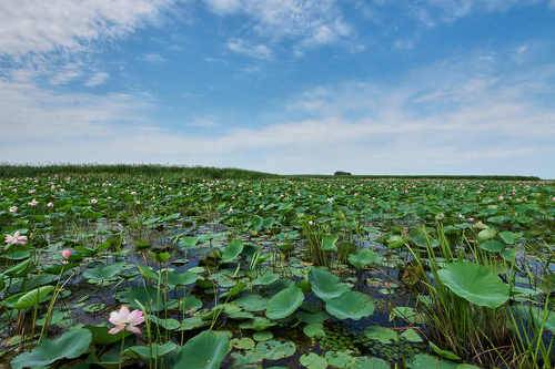 Field Nelumbo nucífera
