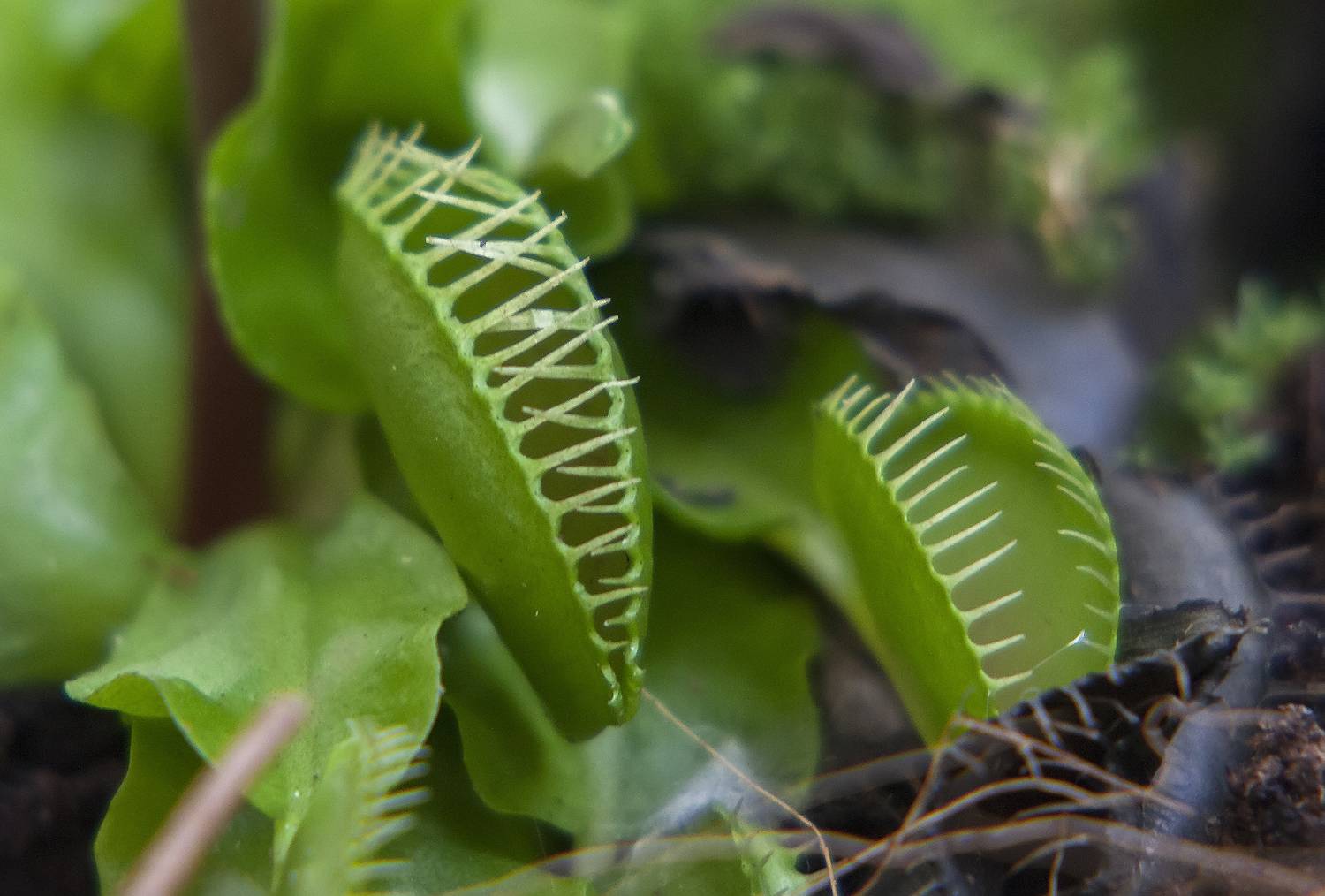 растения-хищники, парк, челюсти, Широких Александр