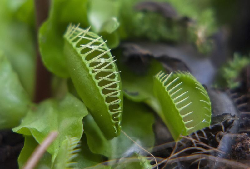 растения-хищники, парк, челюсти Венерина мухоловка фото превью