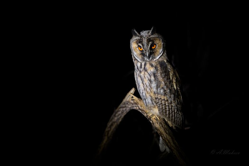 Ушастики фото превью