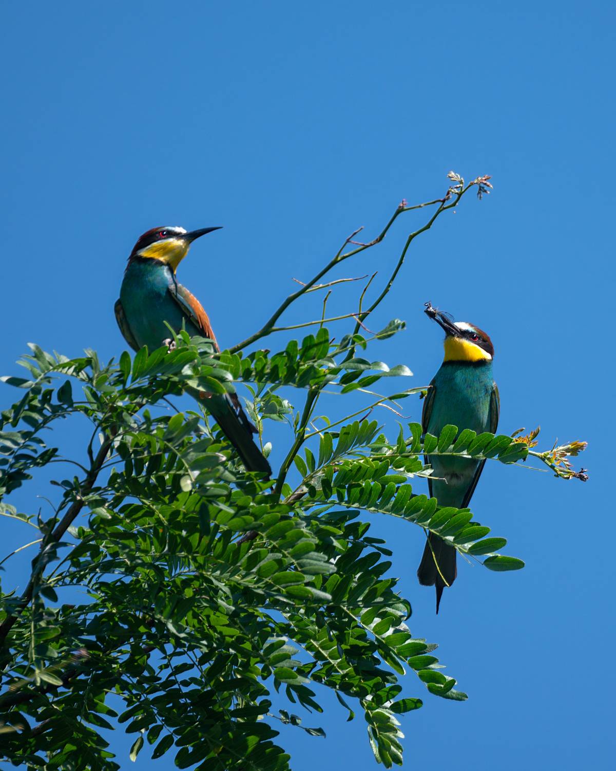 , Алексей Рыльский