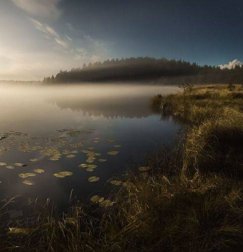 Чарующее полнолунье на болоте