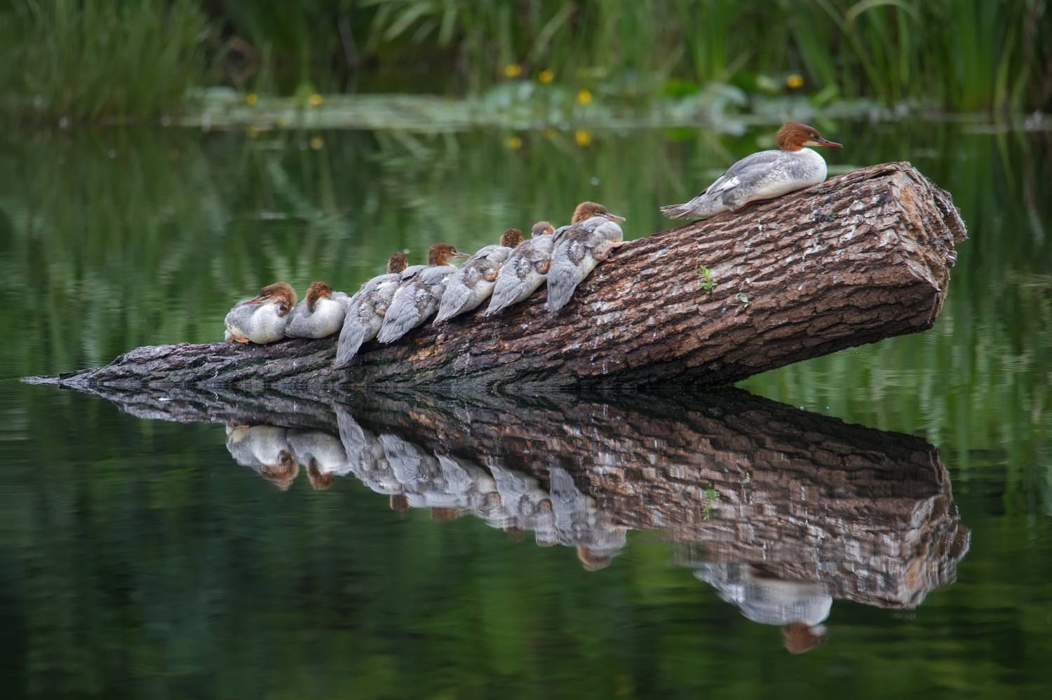, Проценко Татьяна