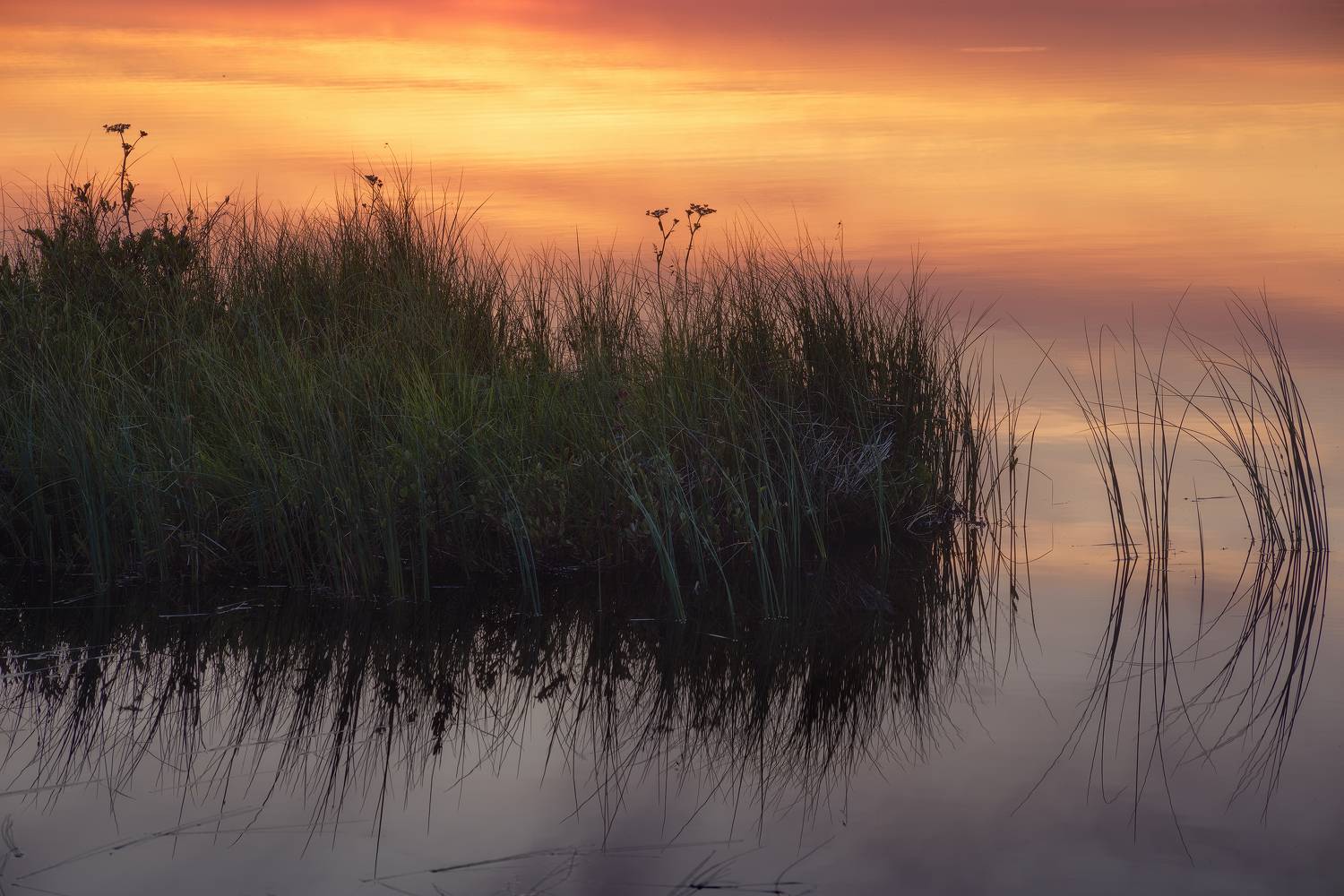 пейзаж, закат, трава, болото, север, landscape, sunset, swamp, north, вода, water, lake, озеро, Чаланов Иван
