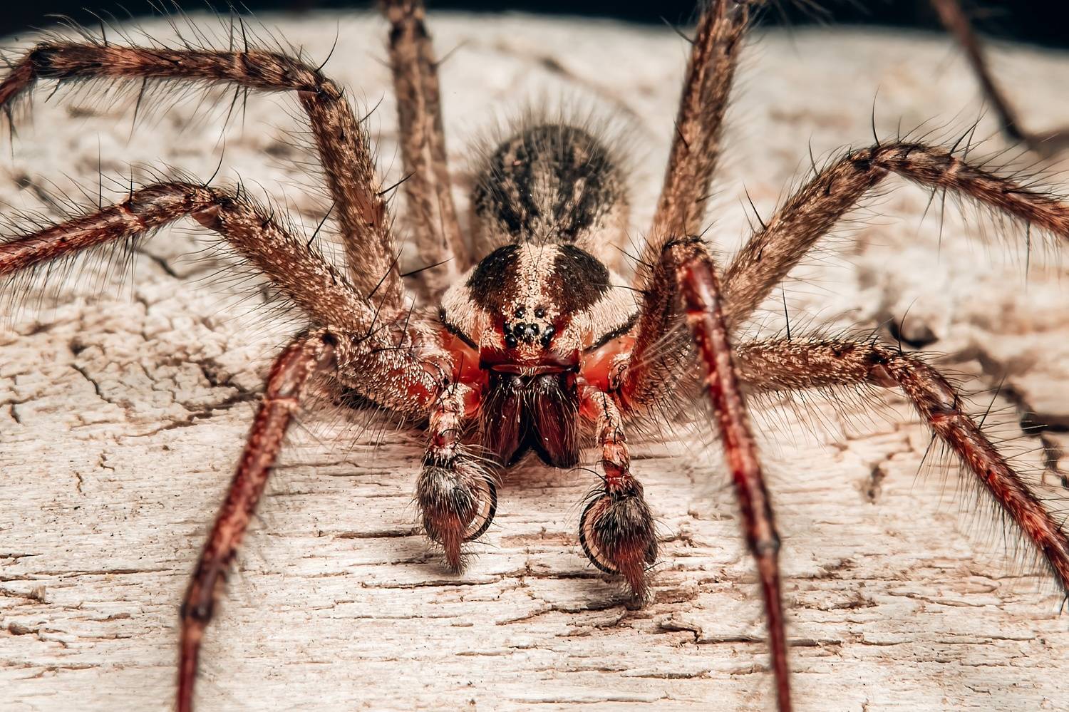 spider, spidermacro, spiderlovers, spiderphoto, arachnid, macrophoto, macrophotography, Stephane