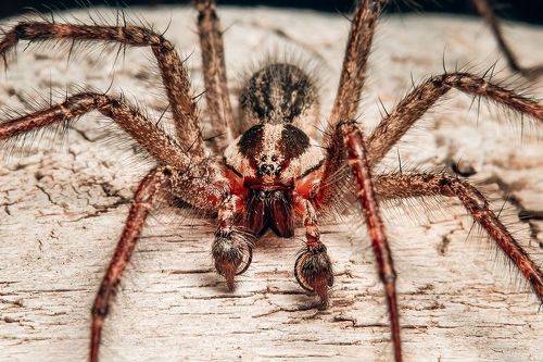 American Grass Spider (male)