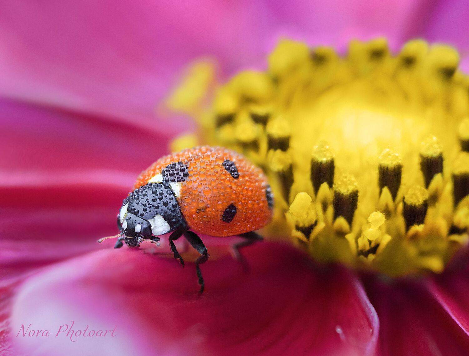макрофотография, macro, макромир, макросъёмка, фотоприроды, nature, артфото, фотомакро, боке, мануальнаяоптика, макро, макрофото, макросъемка, красота, божьякоровка, цветок, Svetlana Smirnova