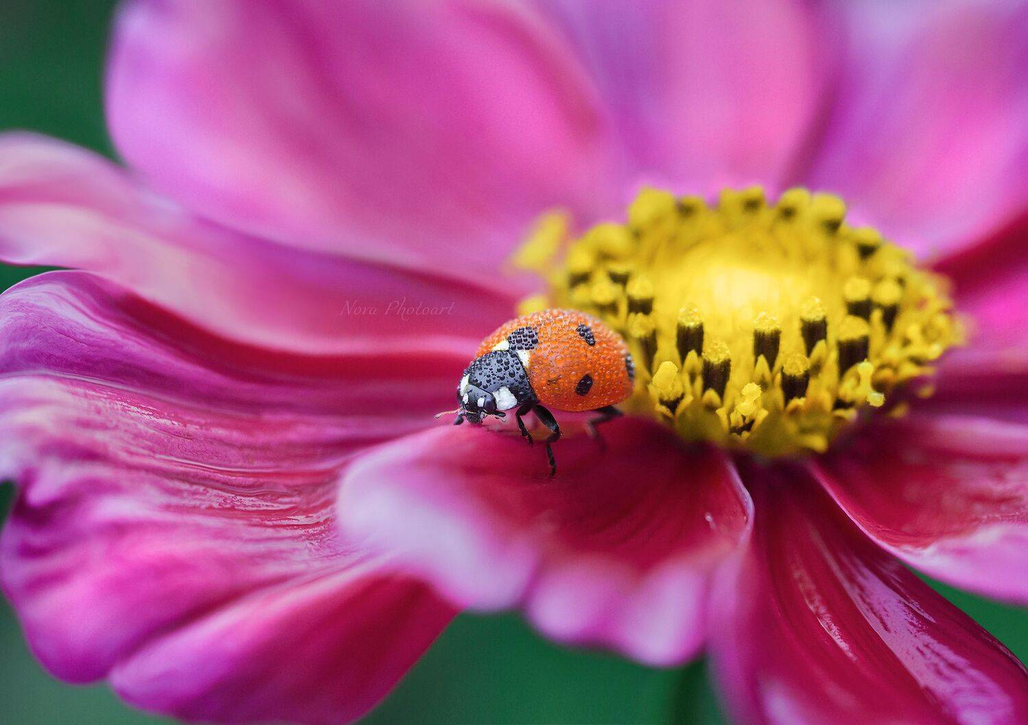 макрофотография, macro, макромир, макросъёмка, фотоприроды, nature, артфото, фотомакро, боке, мануальнаяоптика, макро, макрофото, макросъемка, красота, божьякоровка, цветок, Svetlana Smirnova