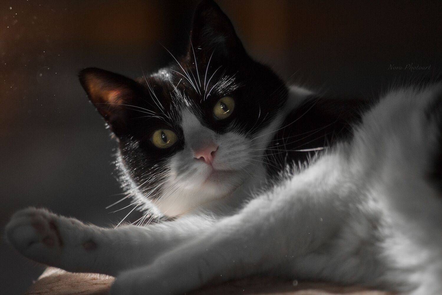 портрет, кот, котик, кошка, кошечка, котёнок, свет, солнце, лучи, Svetlana Smirnova