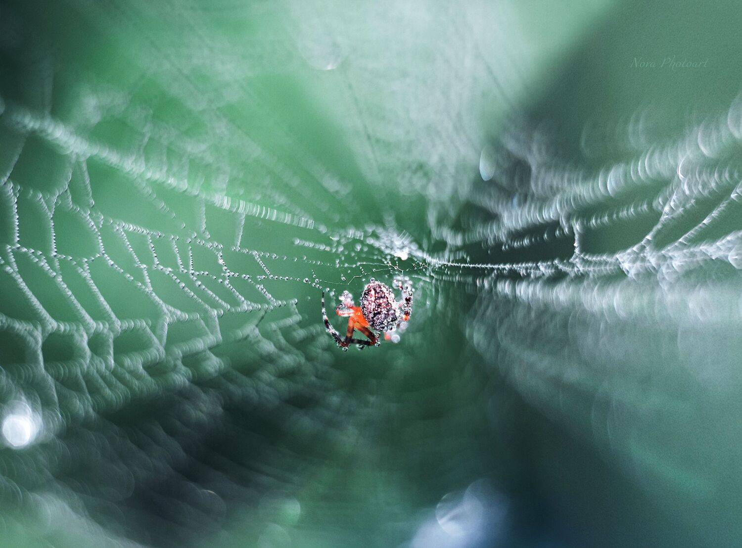макрофотография, macro, макромир, макросъёмка, фотоприроды, nature, артфото, фотомакро, боке, мануальнаяоптика, макро, макрофото, макросъемка, красота, паук, паутина, Svetlana Smirnova
