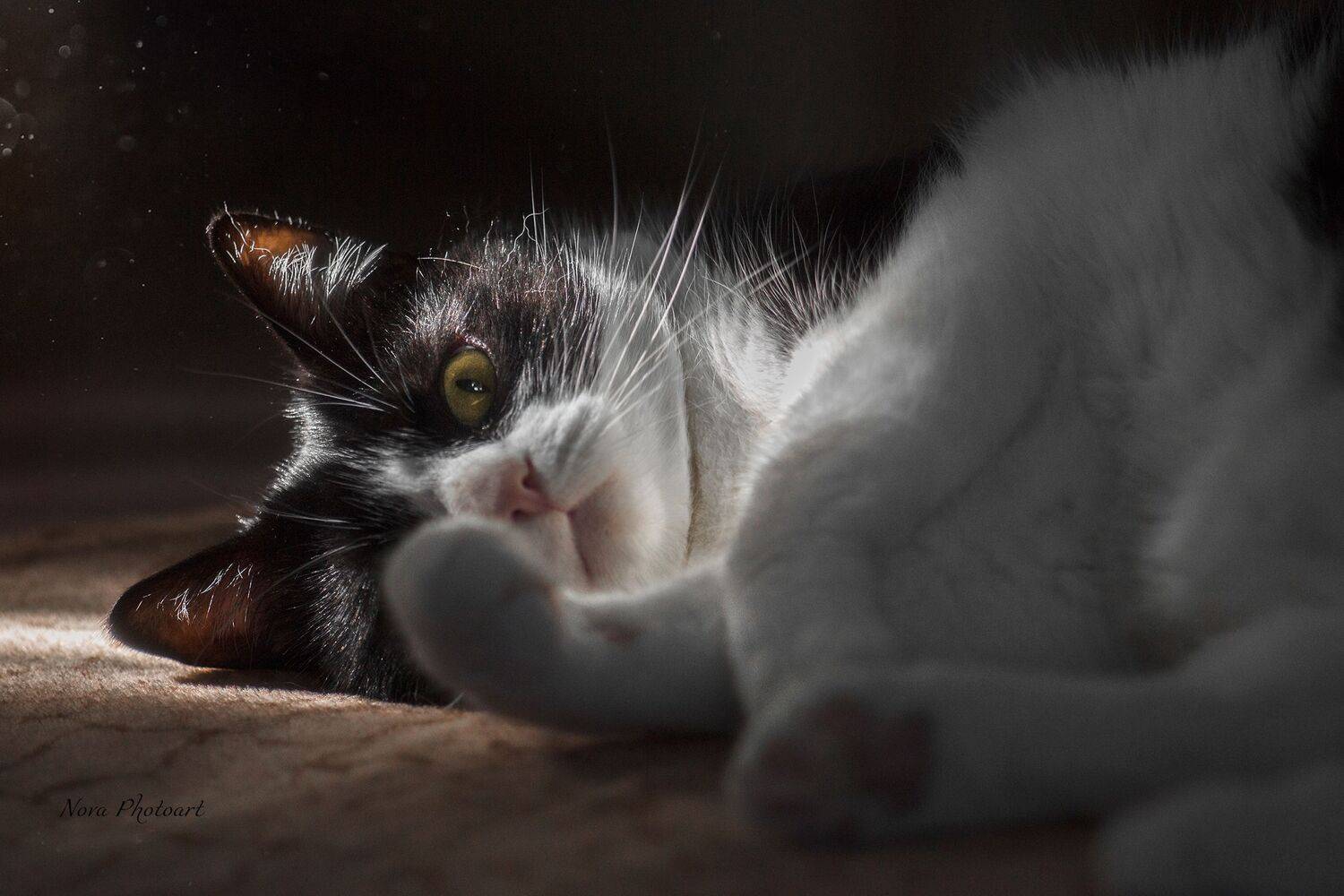 кот, котик, кошка, кошечка, портрет, свет, лучи, Svetlana Smirnova