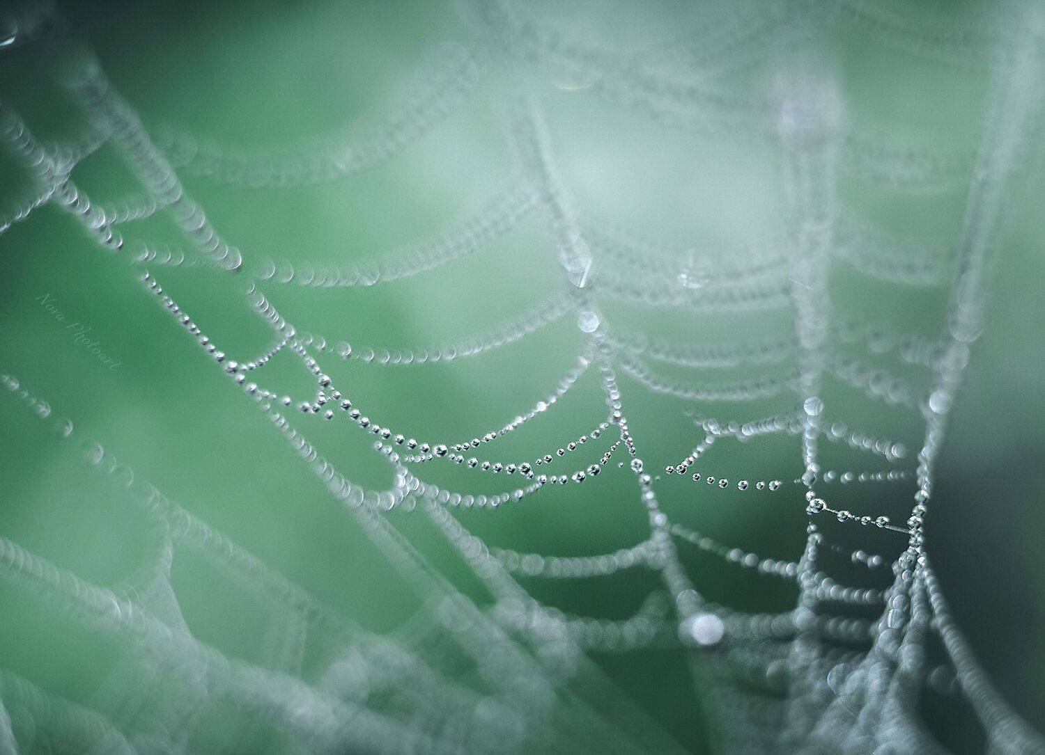 макрофотография, macro, макромир, макросъёмка, фотоприроды, nature, артфото, фотомакро, боке, мануальнаяоптика, макро, макрофото, макросъемка, красота, паутина, нити, капли, капельки, роса, Svetlana Smirnova