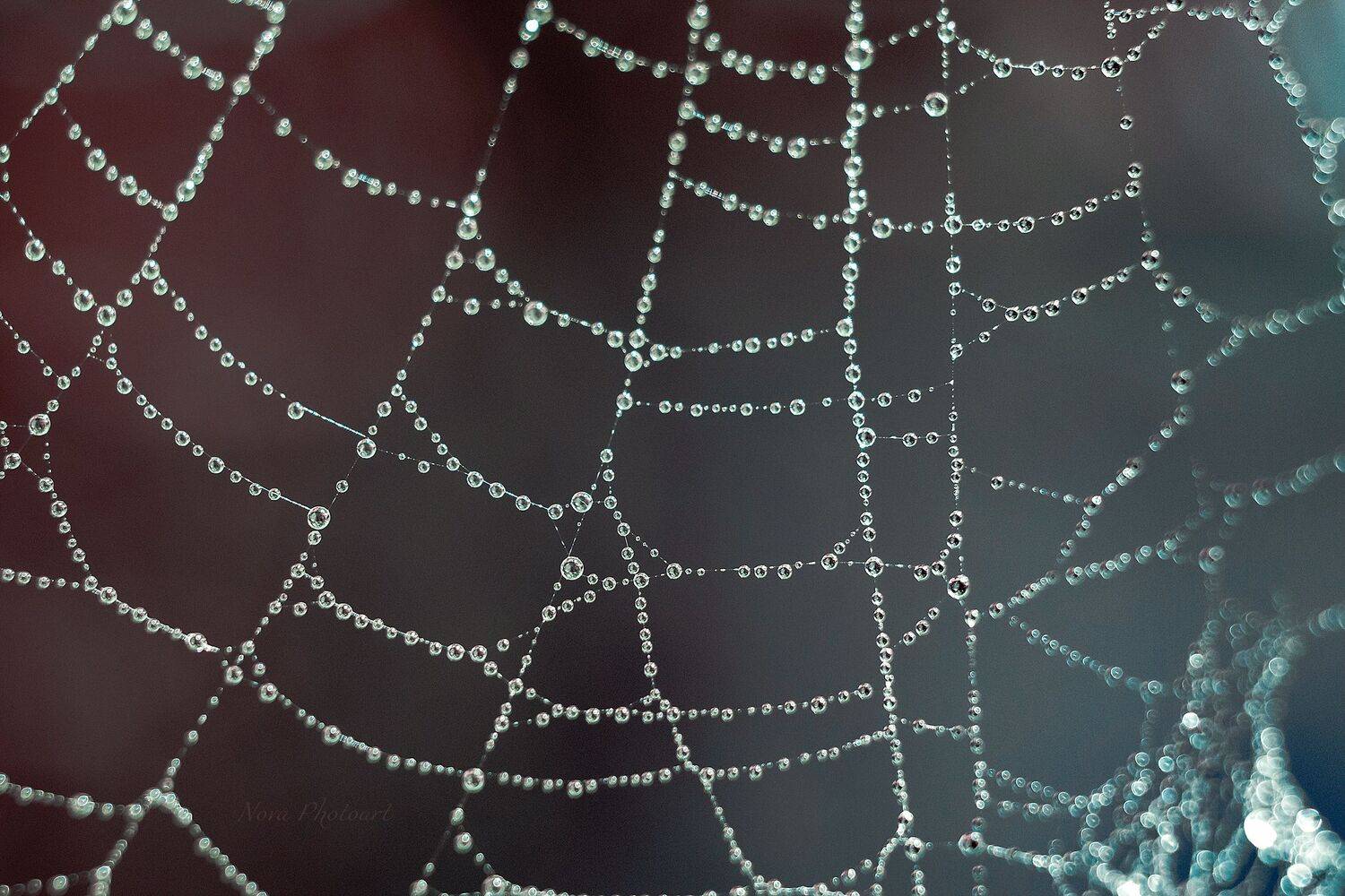 макрофотография, macro, макромир, макросъёмка, фотоприроды, nature, артфото, фотомакро, боке, мануальнаяоптика, макро, макрофото, макросъемка, красота, паутина, паутинки, бусинки, капли, роса, росинки, Svetlana Smirnova