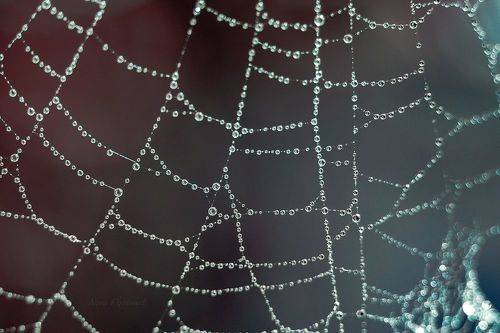Жемчужные нити