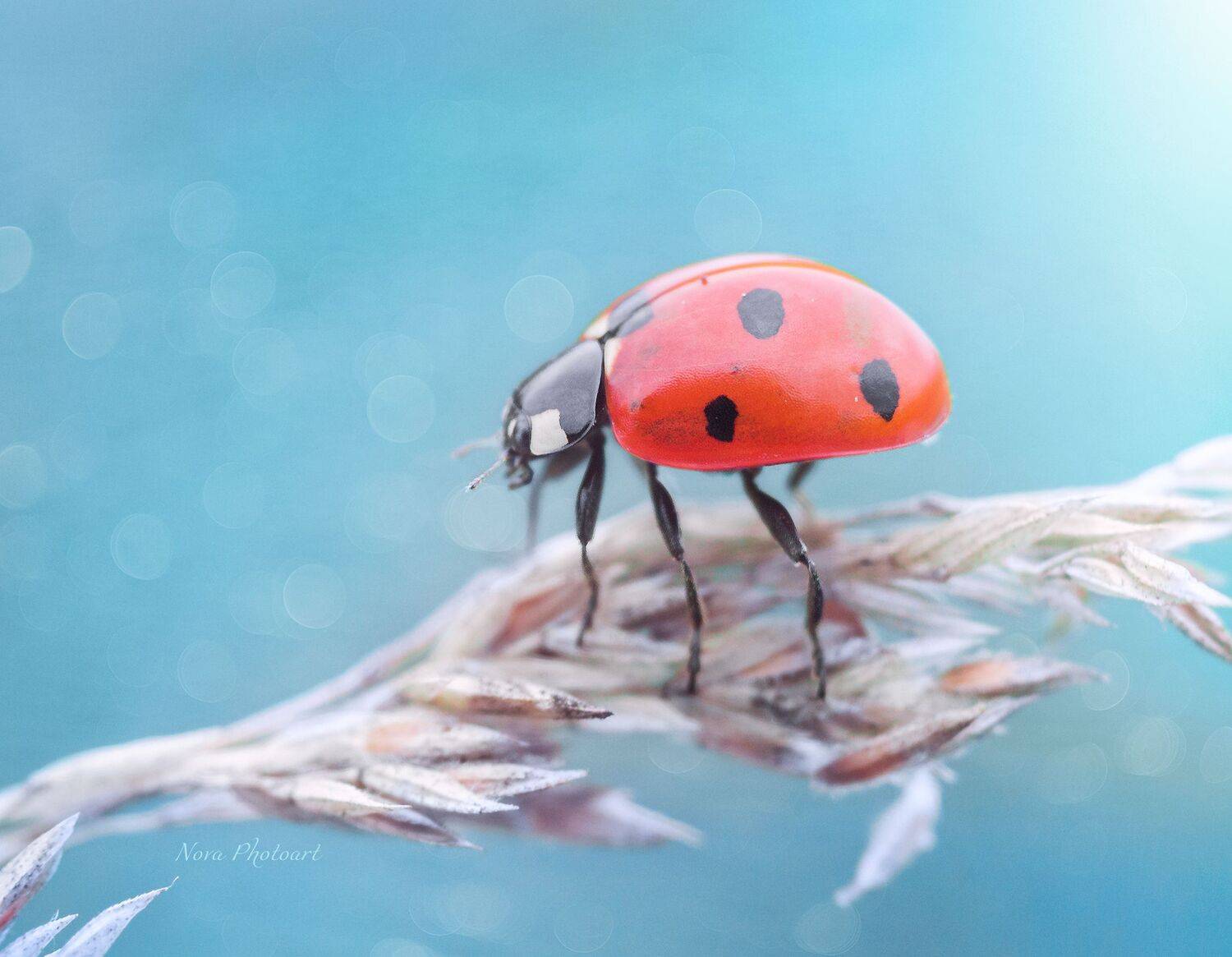 макрофотография, macro, макромир, макросъёмка, фотоприроды, nature, артфото, фотомакро, боке, мануальнаяоптика, макро, макрофото, макросъемка, красота, божьякоровка, насекомое, красный, Svetlana Smirnova