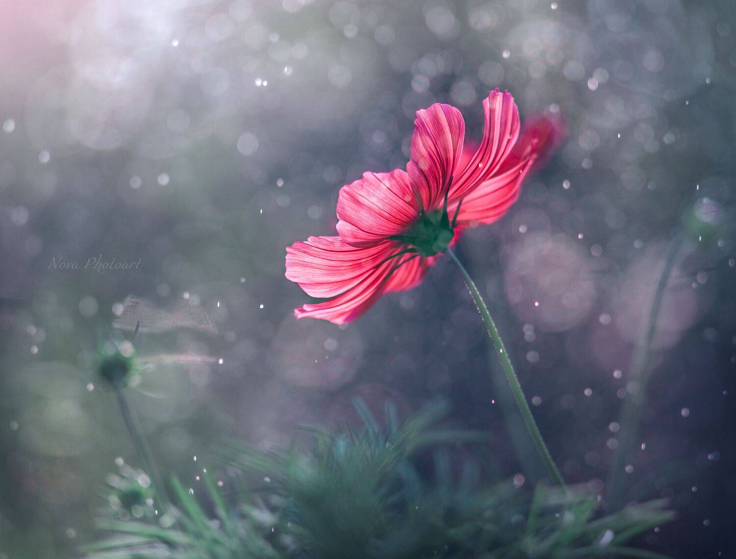 макрофотография, macro, макромир, макросъёмка, фотоприроды, nature, артфото, фотомакро, боке, мануальнаяоптика, макро, макрофото, макросъемка, красота, капли, дождь, брызги, цветок, Svetlana Smirnova