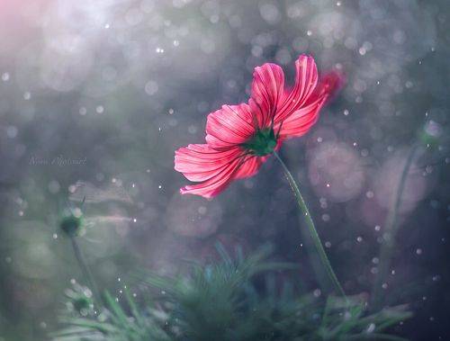 Сквозь дождь