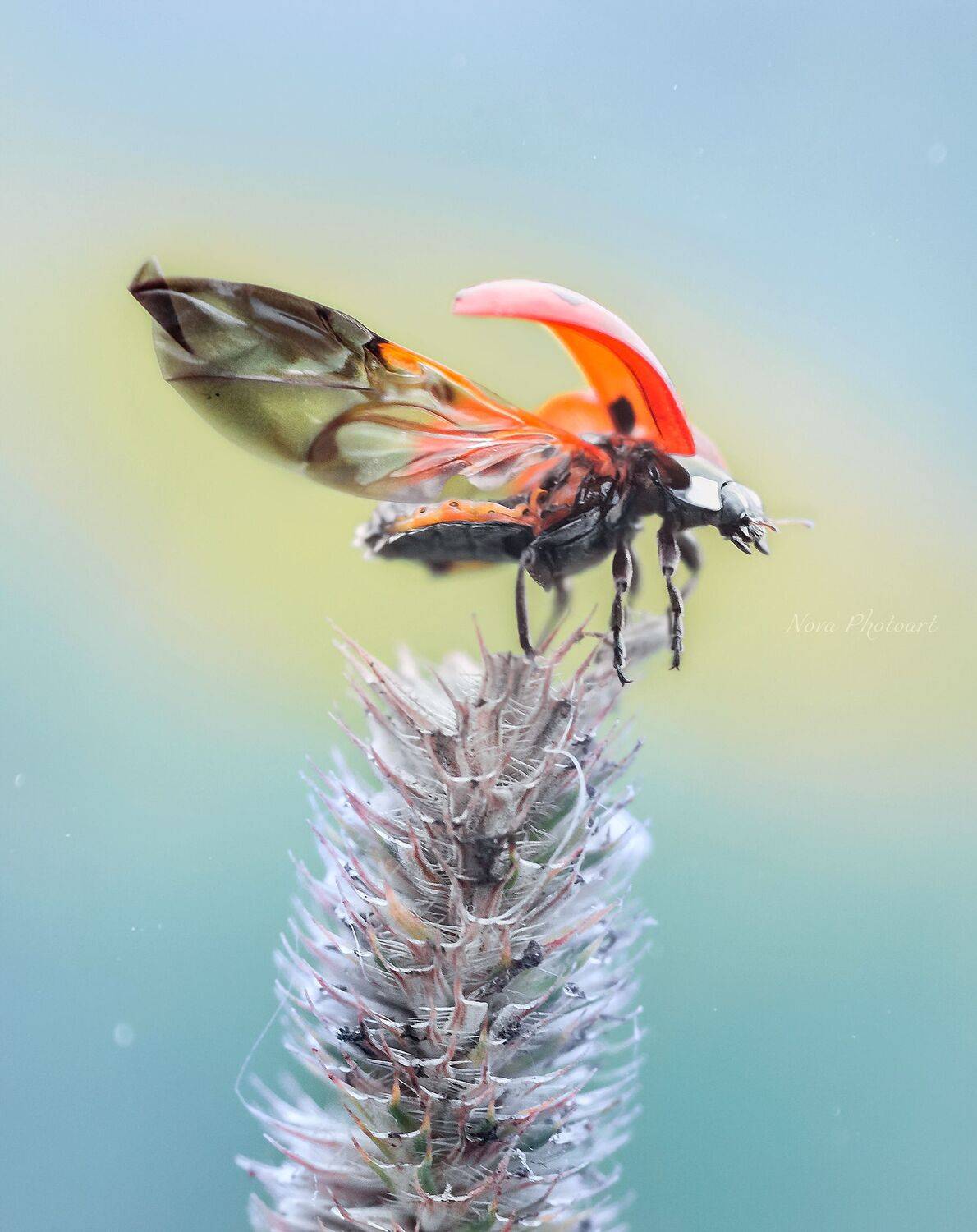 макрофотография, macro, макромир, макросъёмка, фотоприроды, nature, артфото, фотомакро, боке, мануальнаяоптика, макро, макрофото, макросъемка, красота, божьякоровка, крылья, взлёт, красный, Svetlana Smirnova