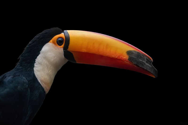 Ramphastos toco фото превью