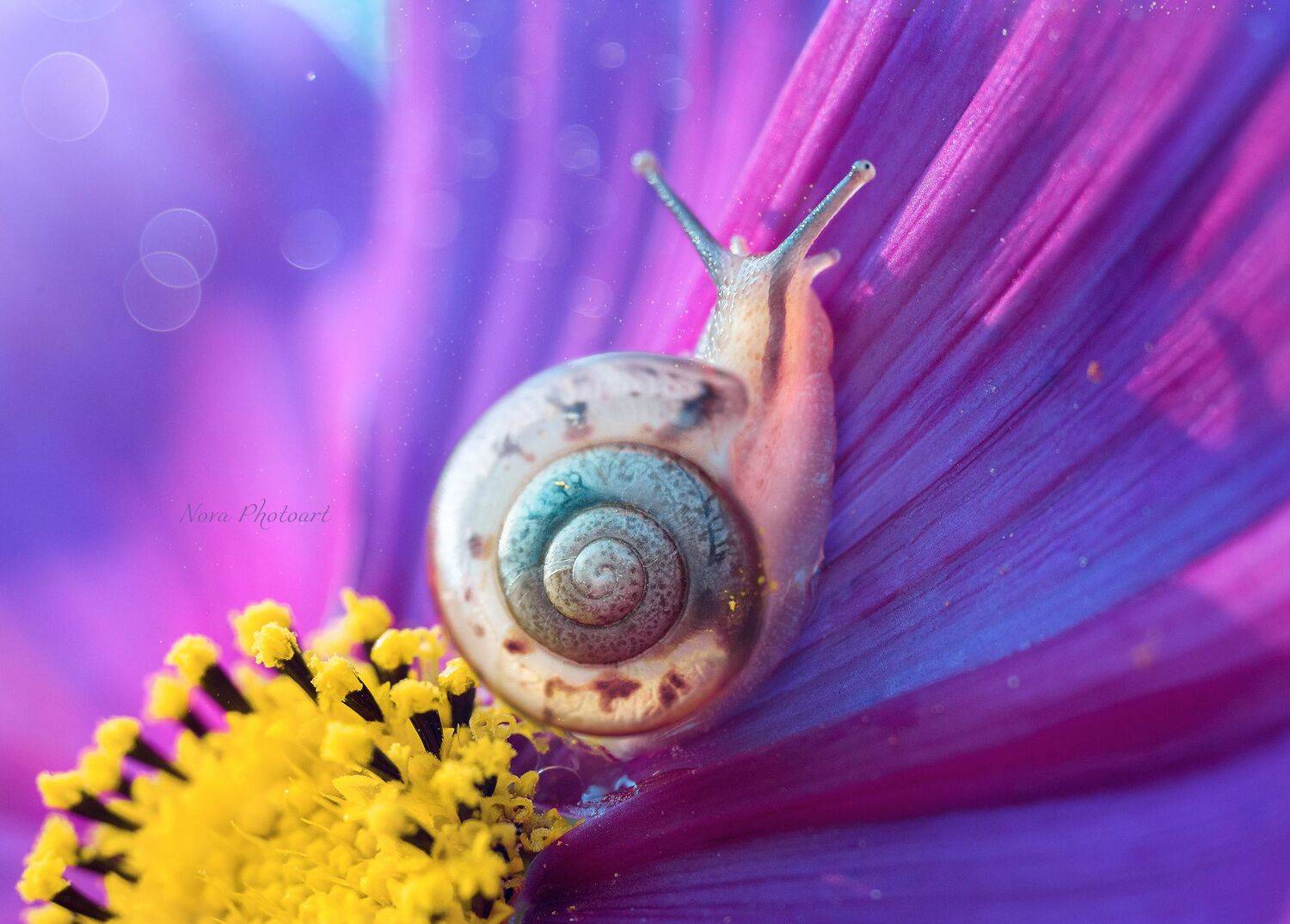 макрофотография, macro, макромир, макросъёмка, фотоприроды, nature, артфото, фотомакро, боке, мануальнаяоптика, макро, макрофото, макросъемка, красота, цвет, цветок, улитка, яркий, цветной, Svetlana Smirnova